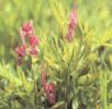 Corydalis Yanhusuo P.E.